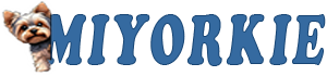 MiYorkie